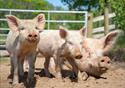 Bowland Wild Boar Park