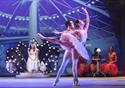 Nutcracker in Havana