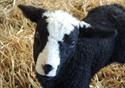 Humblescough Farm
