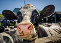 A cow is looking directly at the camera close up.