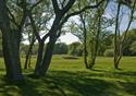 trees on golf course