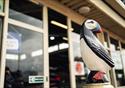 A painted statue of a puffin sits atop a bollard outside some sliding doors at Festival Market, Morecambe