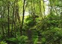 Healey Dell - Woodlands