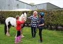 Horse at World Horse Welfare Penny Farm