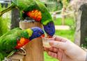 The Rainbow Lorikeet