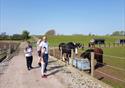 Visitors at World Horse Welfare Penny Farm