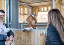 A ram greets and enthralls visitors at the farm.