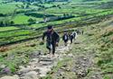 Ramblers walk up a path in the Lancashire countryside.