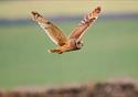 Festival Bowland 2022
M Harder (short eared owl)