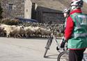 Cycling along the Bowland lanes