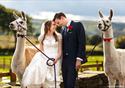 Happy couple posing with Llama