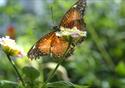 The Butterfly House, Williamson Park