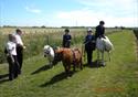 Miniature horses at World Horse Welfare Penny Farm