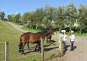 Horses outside at World Horse Welfare Penny Farm