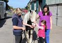 Horse at World Horse Welfare Penny Farm