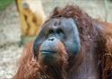 Orangutan