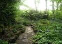 A pathway in the gardens at The Ridges with a journey of greenery awaiting guest.