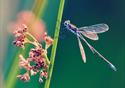 Festival Bowland 2022. 
M Harder (Damselfly)