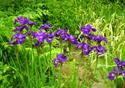 Beautiful purple flowers at The Ridges Gardens.