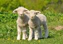 Lambs