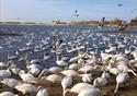 North West Bird Watching Festival 2022