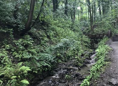 Fairy Glen