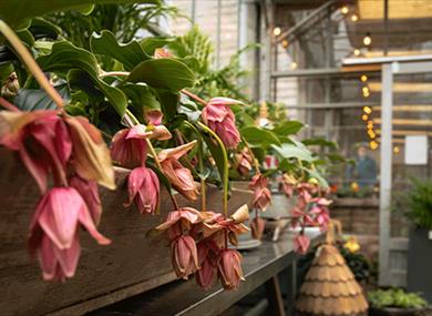 Flower selection in The Glass House