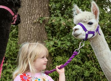 The Alpaca Walking Experience