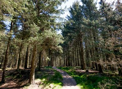 Beacon Fell Country Park