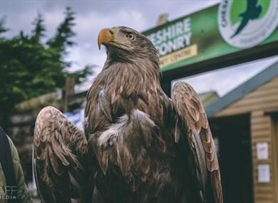 Cheshire Falconry