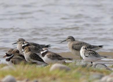 RSPB Fairhaven