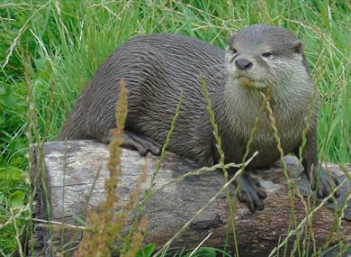 Otter at Wild Discovery