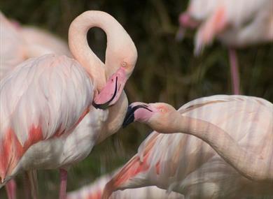 WWT Martin Mere Wetland Centre