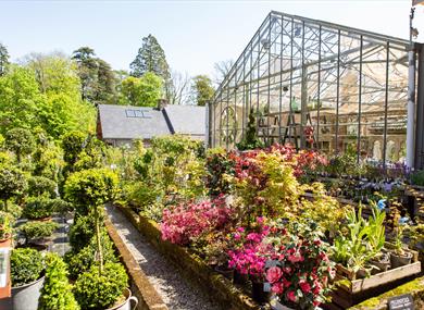 Flower selection in The Glass House