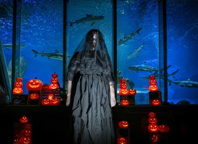 Ascarium: After Dark at Sea Life Blackpool