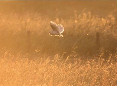 Bat and Barn Owl Nights