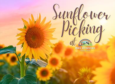 General Admission + Sunflower Picking