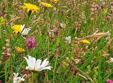 A meadow filled with white, yellow and purple flowers.