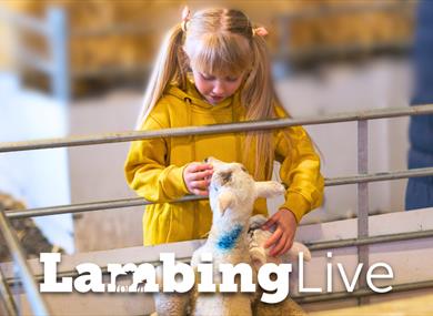 Lambing Live at Mrs Dowsons Farm Park