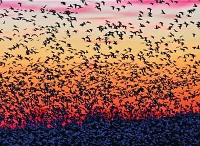 North West Bird Watching Festival 2023