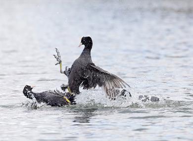 Wildlife Photography Workshop at WWT Martin Mere