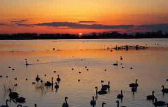 Floodlit Swans