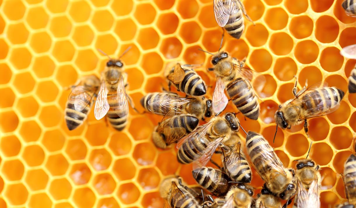 Two Day Beekeeping Course for Beginners