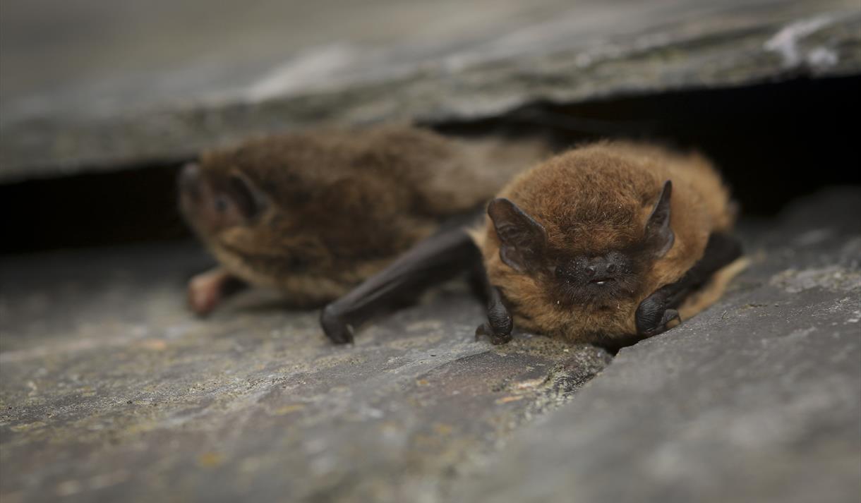 Brockholes Family Bat Walk