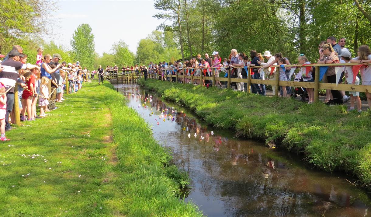 Annual Duck Race at Martin Mere