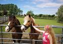 Horses being stroked at World Horse Welfare Penny Farm