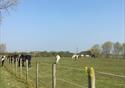 Fields at World Horse Welfare Penny Farm