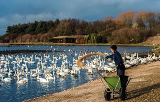 Whooper swan and wild bird feed at WWT Martin Mere
