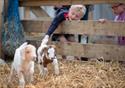 Two children attract the attention of new baby lambs in their pens at the farm.