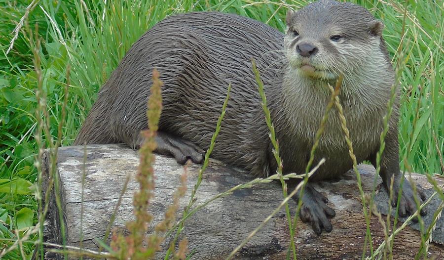 Otter at Wild Discovery